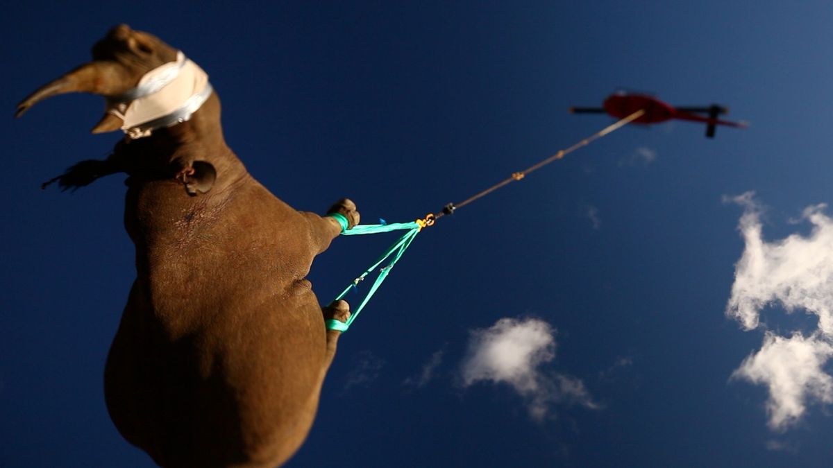 Vědci už vědí, jak šetrně přemístit nosorožce. Jedině hlavou dolů